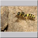 Cerceris quadricincta - Knotenwespe w001c 10mm - OS-Wallenhorst-Sandgrube-det.jpg